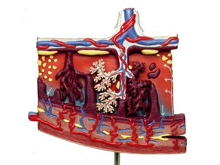 Placenta model