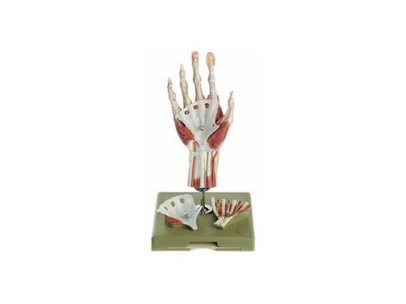 Chirurgisch handmodel 