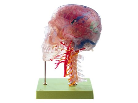 Hoofdmodel neuro-anatomie