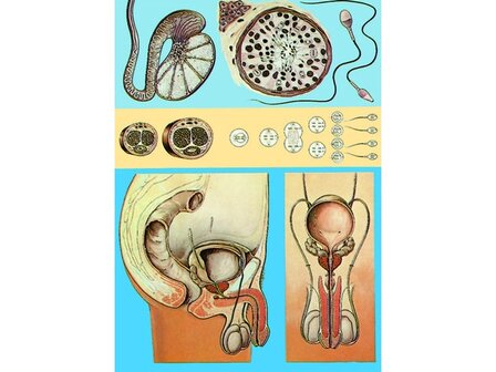 Wandplaat voortplantingsorganen man