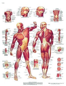 Wandplaat spierstelsel mens