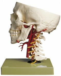 Schedelbasis met arteri&euml;n