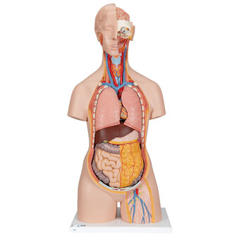 Torso met opengewerkte rug en nek