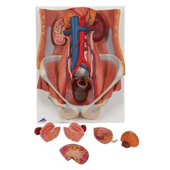 Model dual-sex urinesysteem