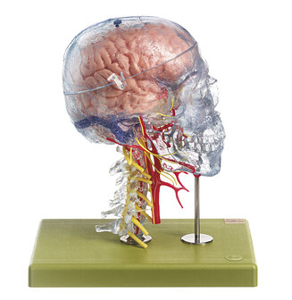 Hoofdmodel neuro-anatomie