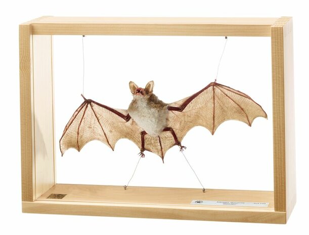 Myotis myotis 